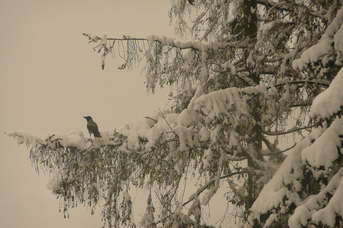 Materiālās un nemateriālās attiecības